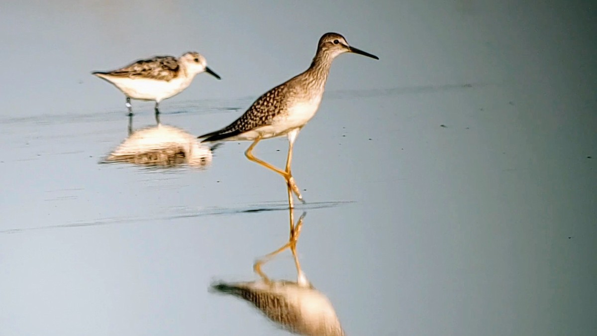 Lesser Yellowlegs - ML622566628