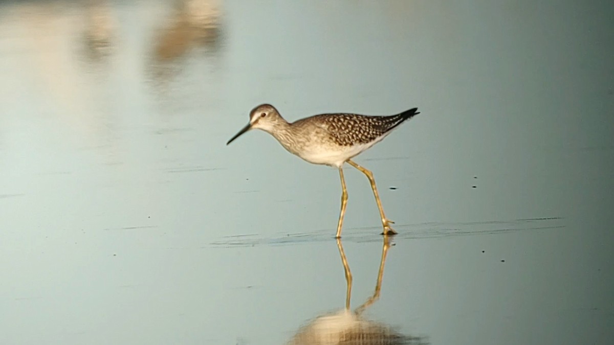 Lesser Yellowlegs - ML622566629