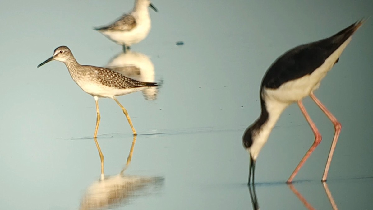 Lesser Yellowlegs - ML622566630