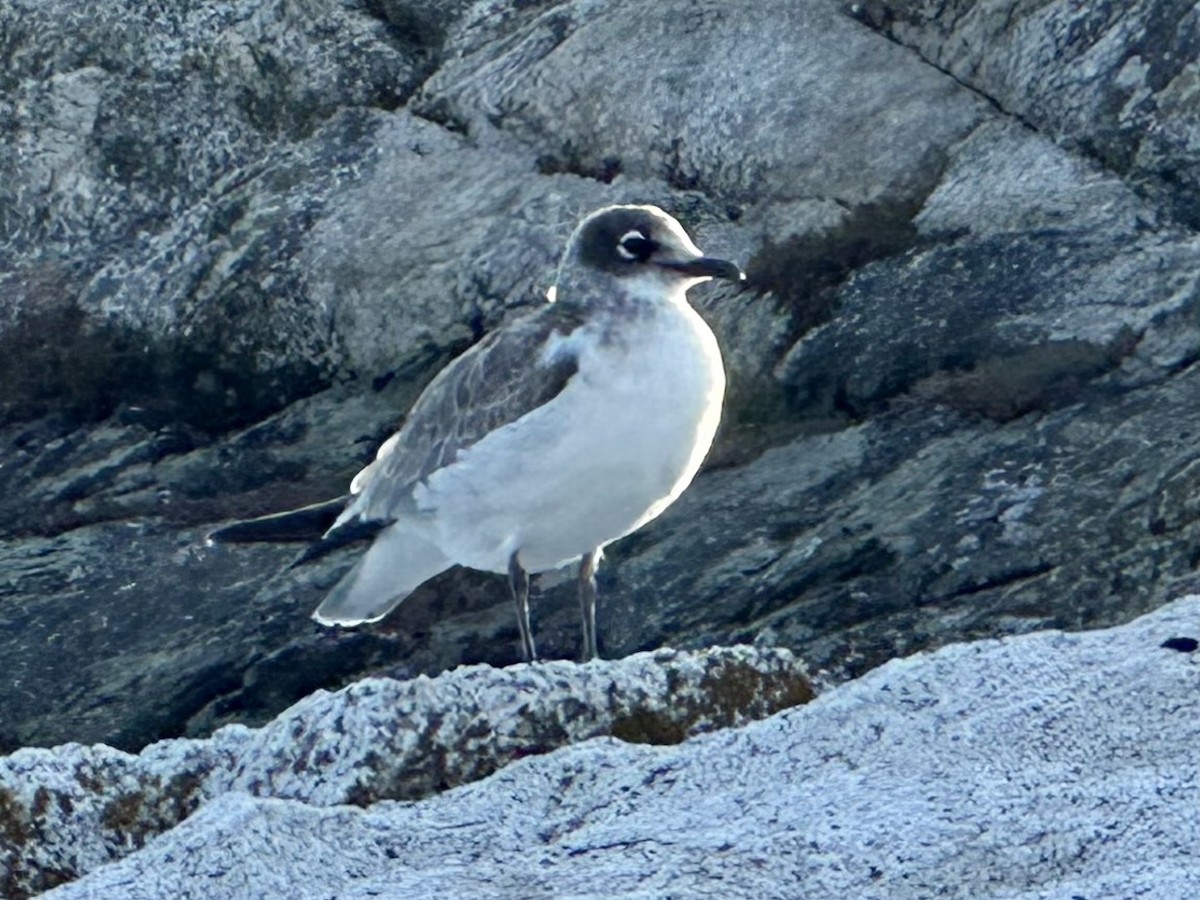 Franklin's Gull - ML622566640