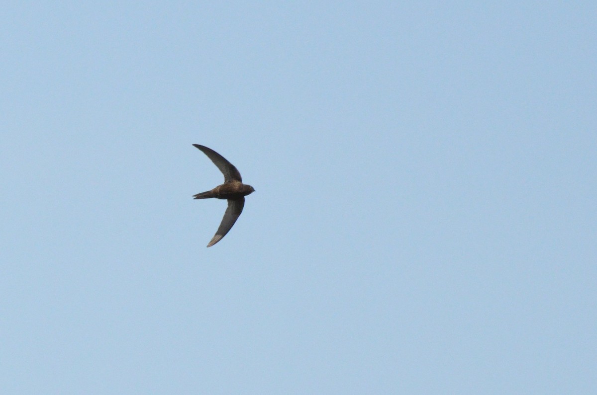 Common Swift - ML622566672