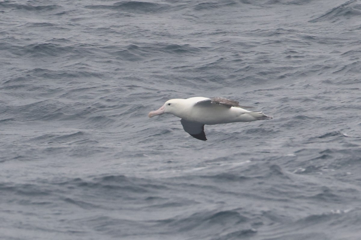 Albatros de Tristan da Cunha - ML622566684