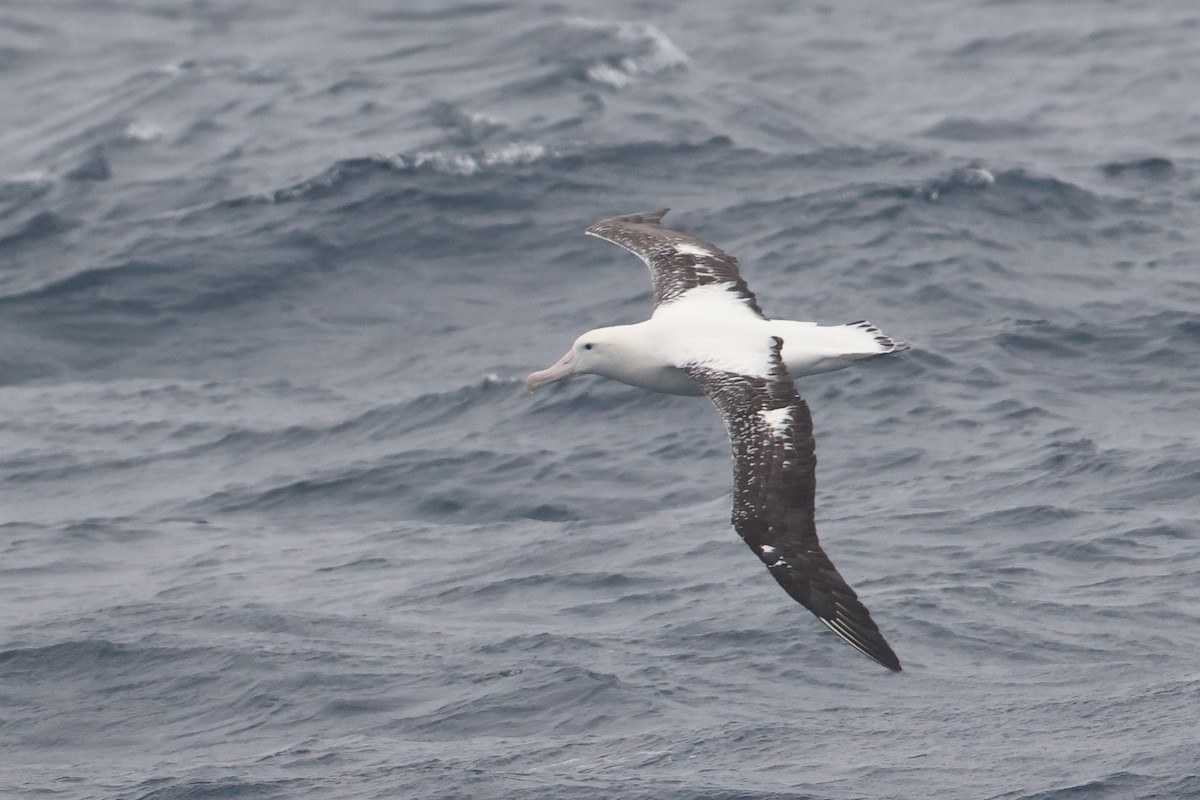 Albatros de Tristan da Cunha - ML622566685