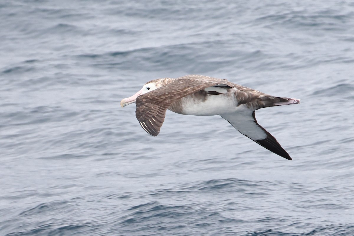 Albatros de Tristan da Cunha - ML622566686