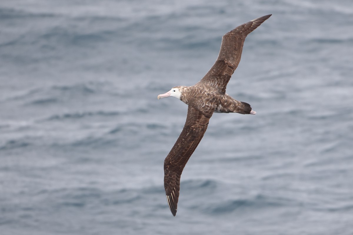 Tristan Albatross - Ohad Sherer