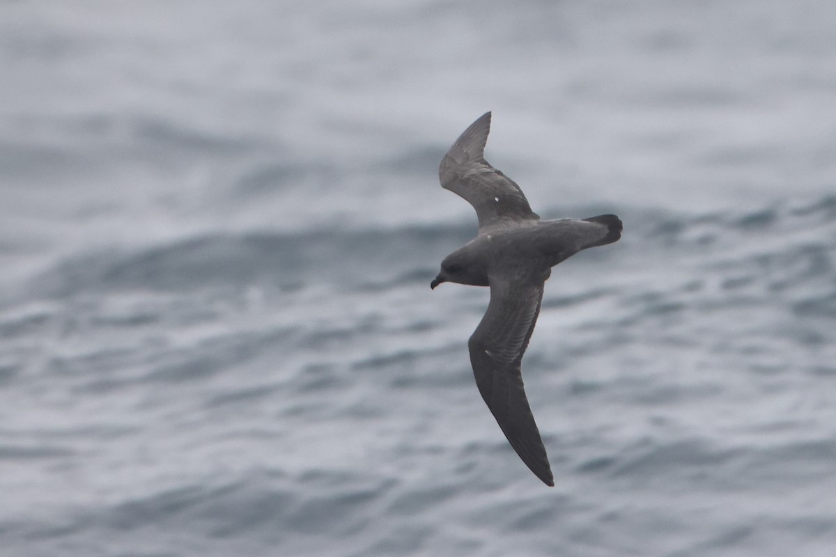 Kerguelen Petrel - ML622566693