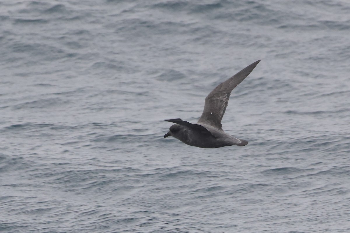 Kerguelen Petrel - ML622566694