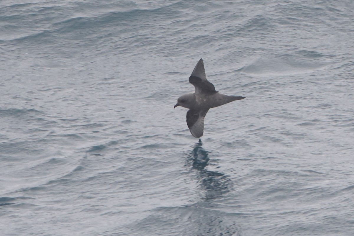 Kerguelen Petrel - ML622566695