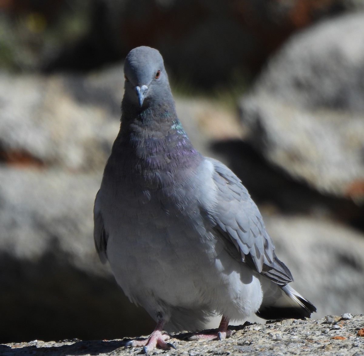 Hill Pigeon - ML622566816