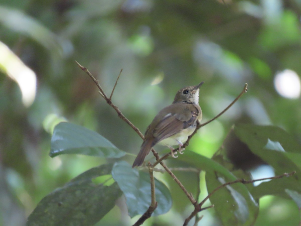 Fulvous-chested Jungle Flycatcher - ML622566822