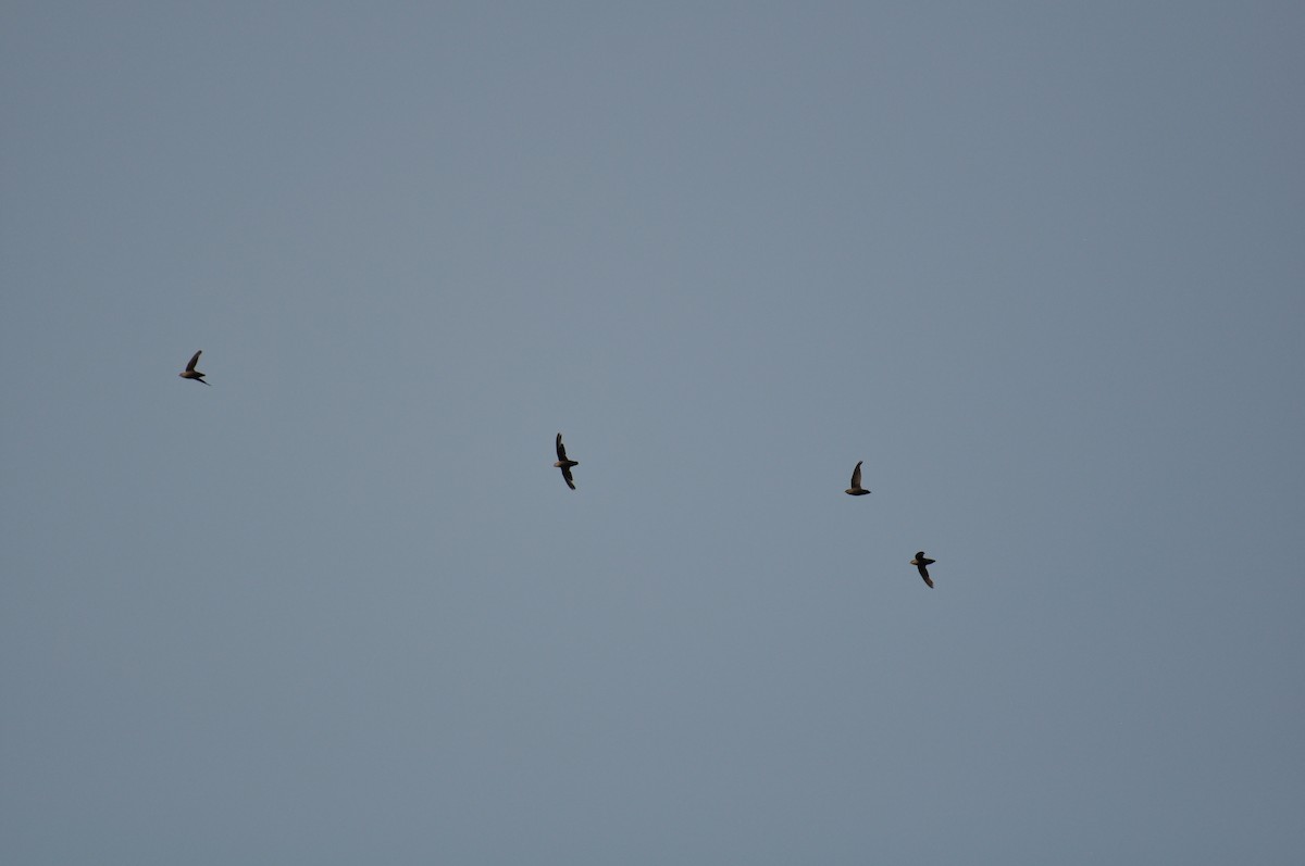 Chimney Swift - Timothy Gluch