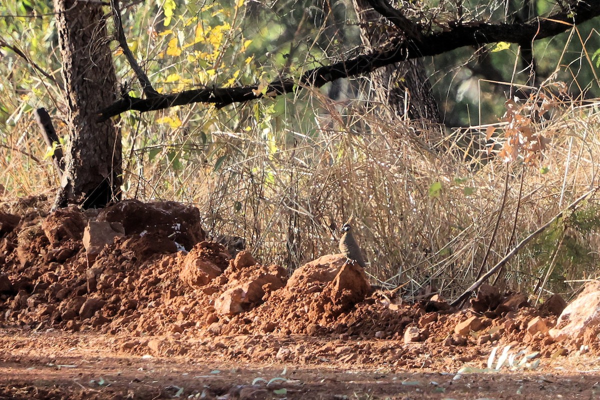 Spinifex Pigeon - ML622566908