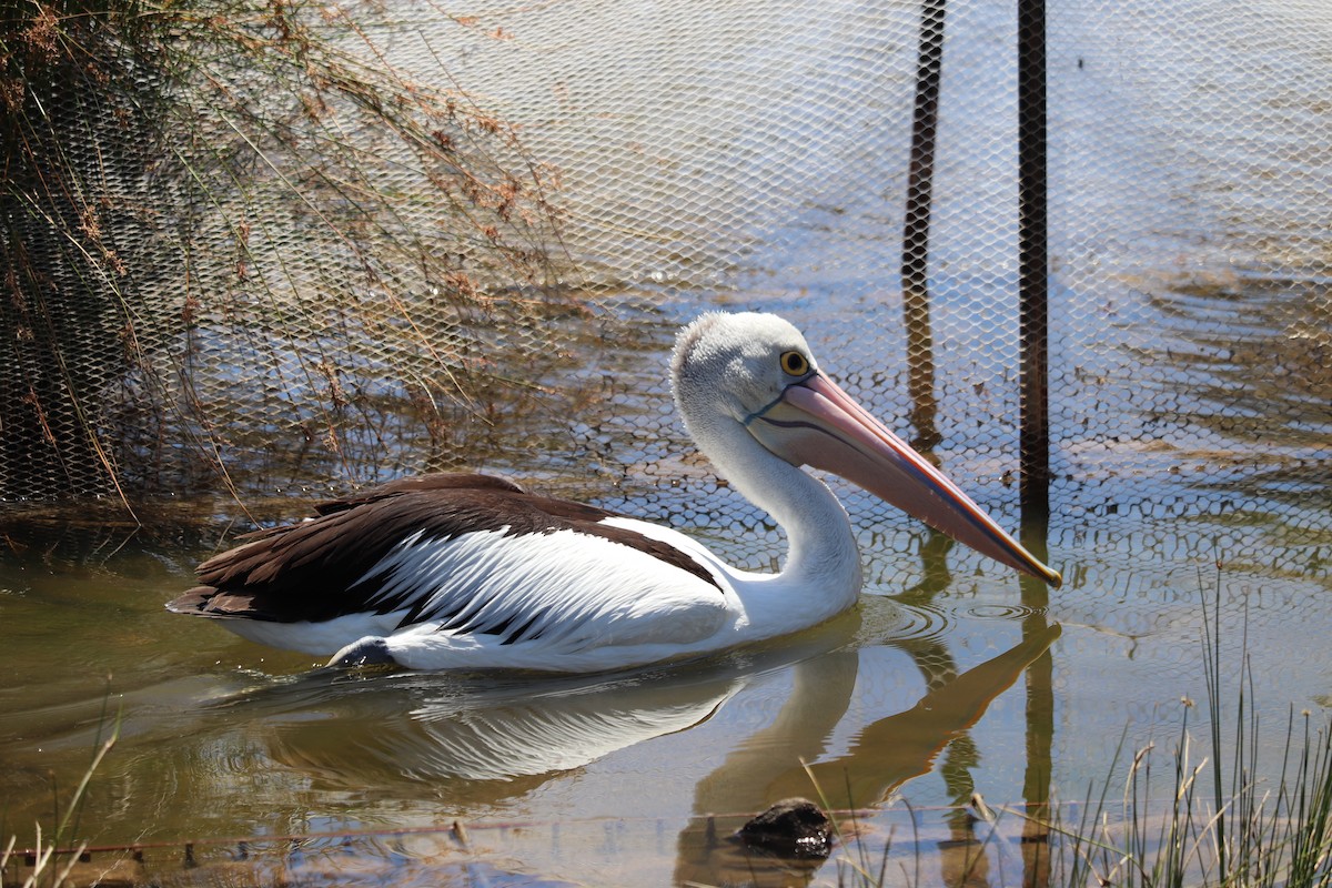 Australian Pelican - ML622566966