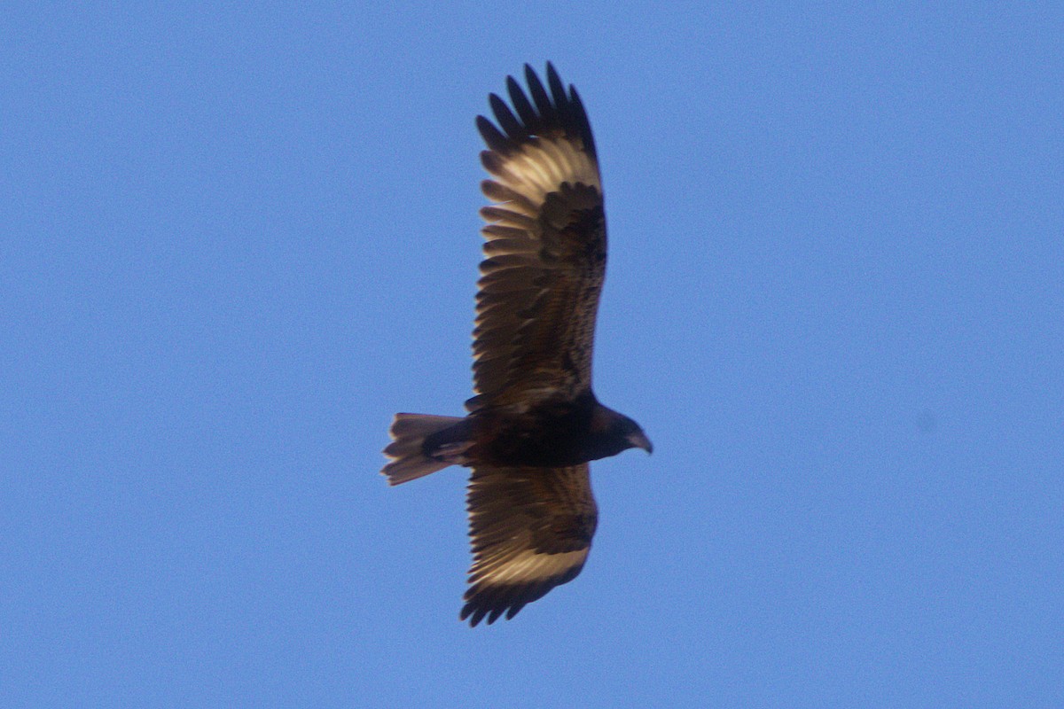 Black-breasted Kite - ML622567004