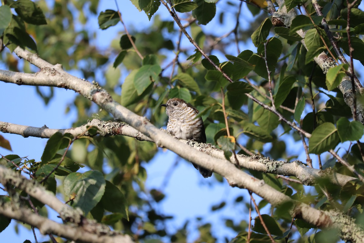 Shining Bronze-Cuckoo - ML622567047