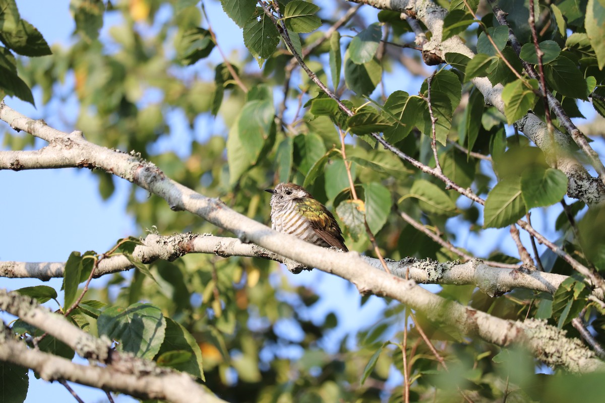 Shining Bronze-Cuckoo - ML622567048