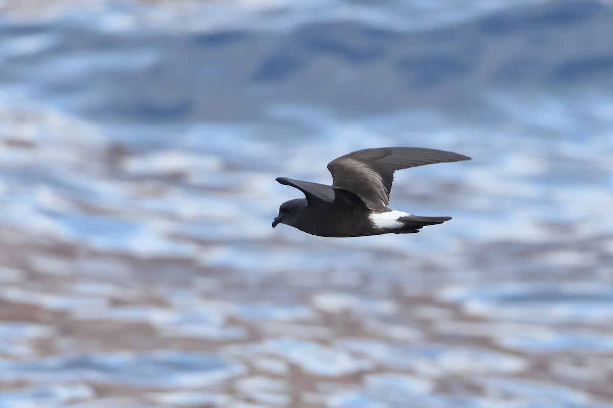 Band-rumped Storm-Petrel - Ohad Sherer