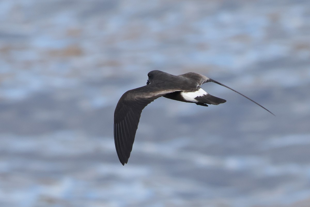 Band-rumped Storm-Petrel - Ohad Sherer