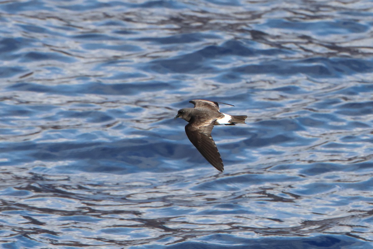 Band-rumped Storm-Petrel - Ohad Sherer