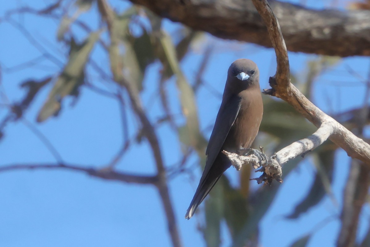 Little Woodswallow - ML622567092