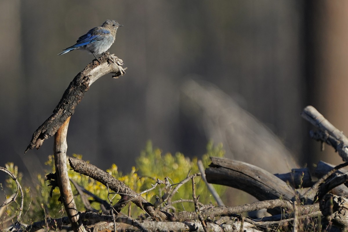 Mountain Bluebird - ML622567097