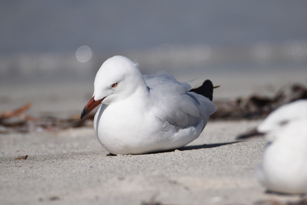 Gaviota Plateada - ML622567104