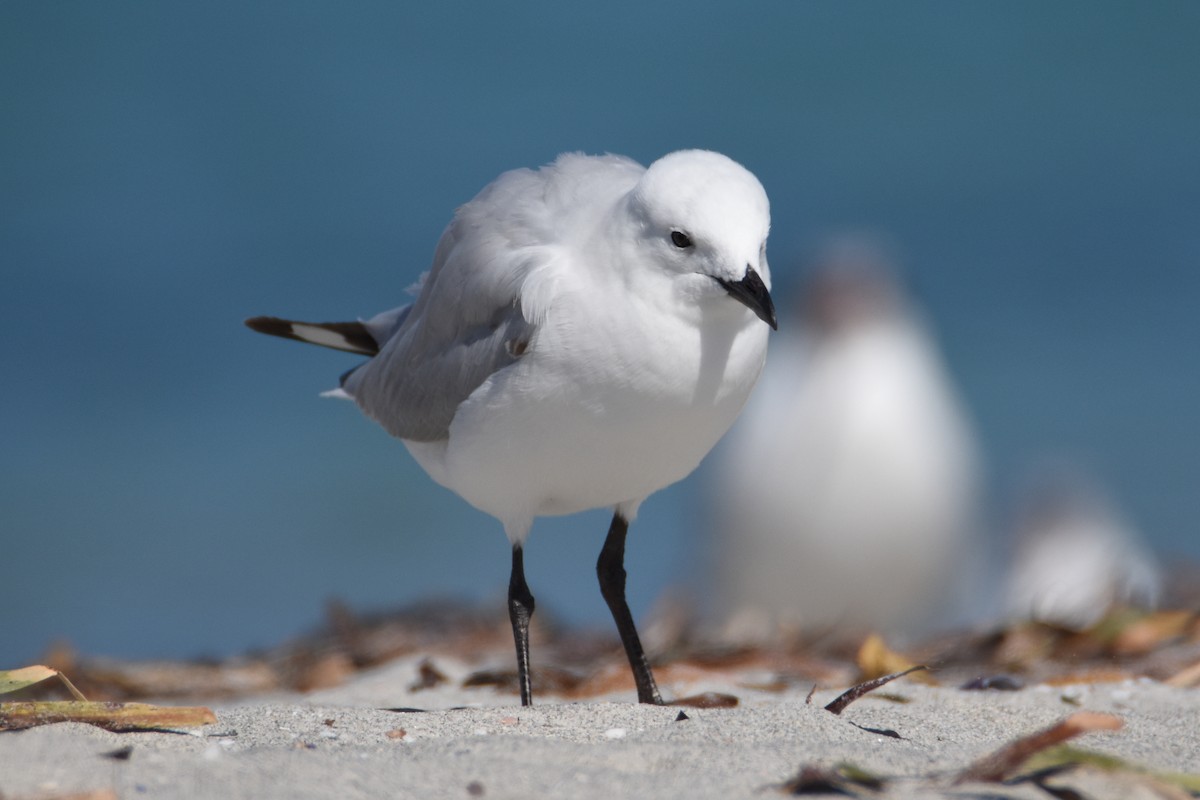 Gaviota Plateada - ML622567106