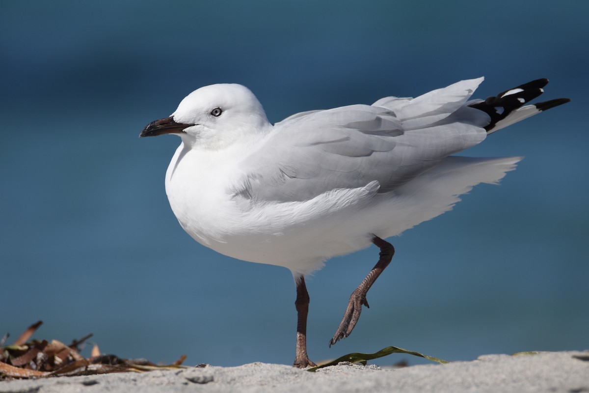 Gaviota Plateada - ML622567107