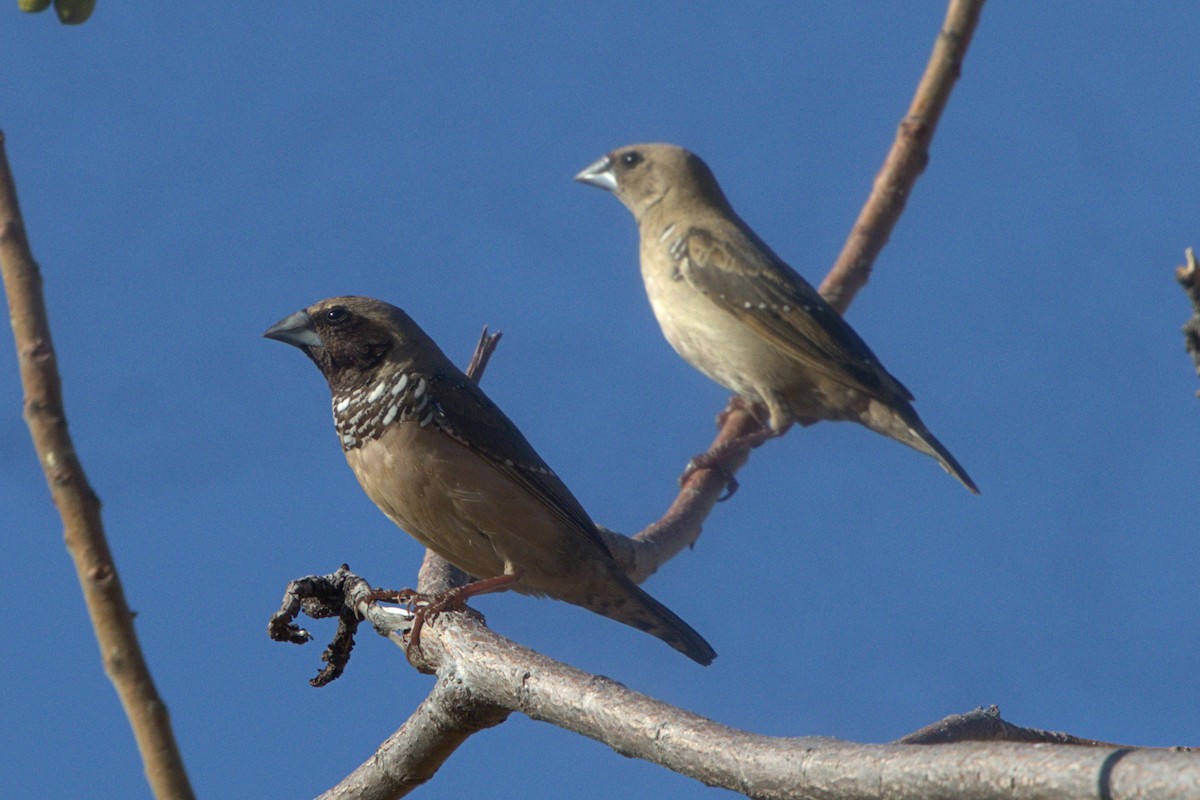 Pictorella Munia - ML622567108