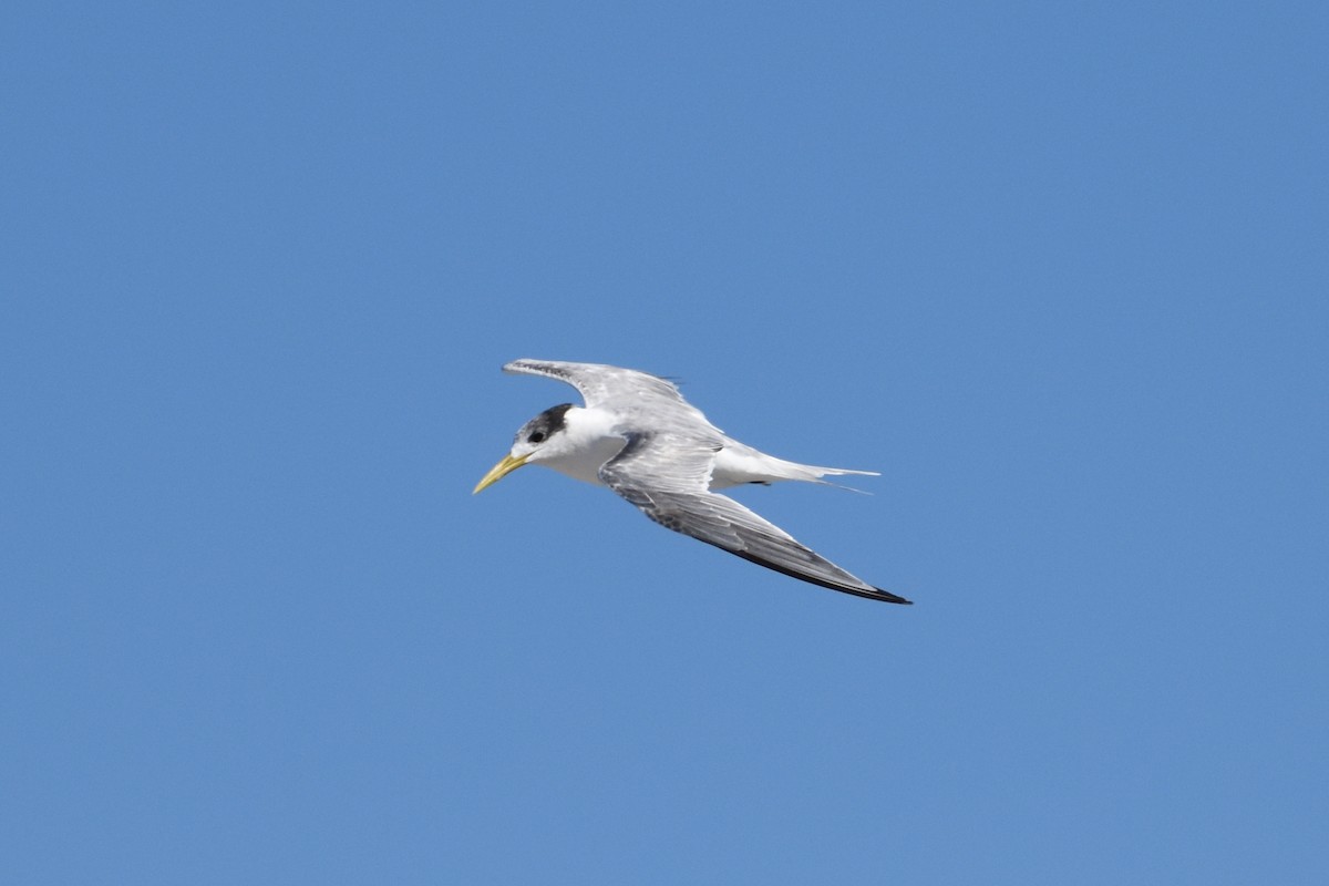 Great Crested Tern - ML622567109