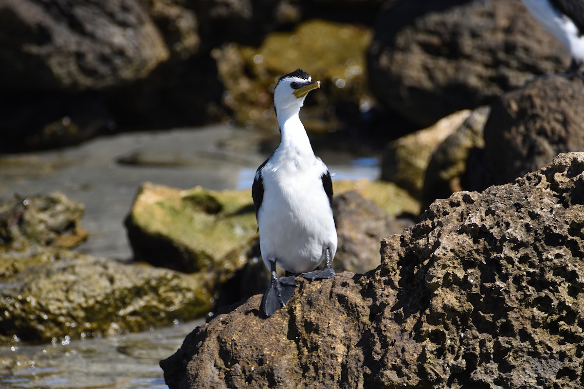 Little Pied Cormorant - ML622567110