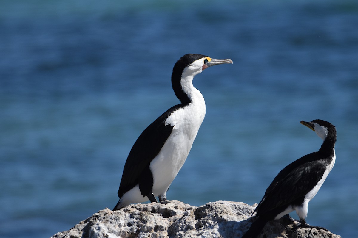 Cormorán Pío - ML622567132