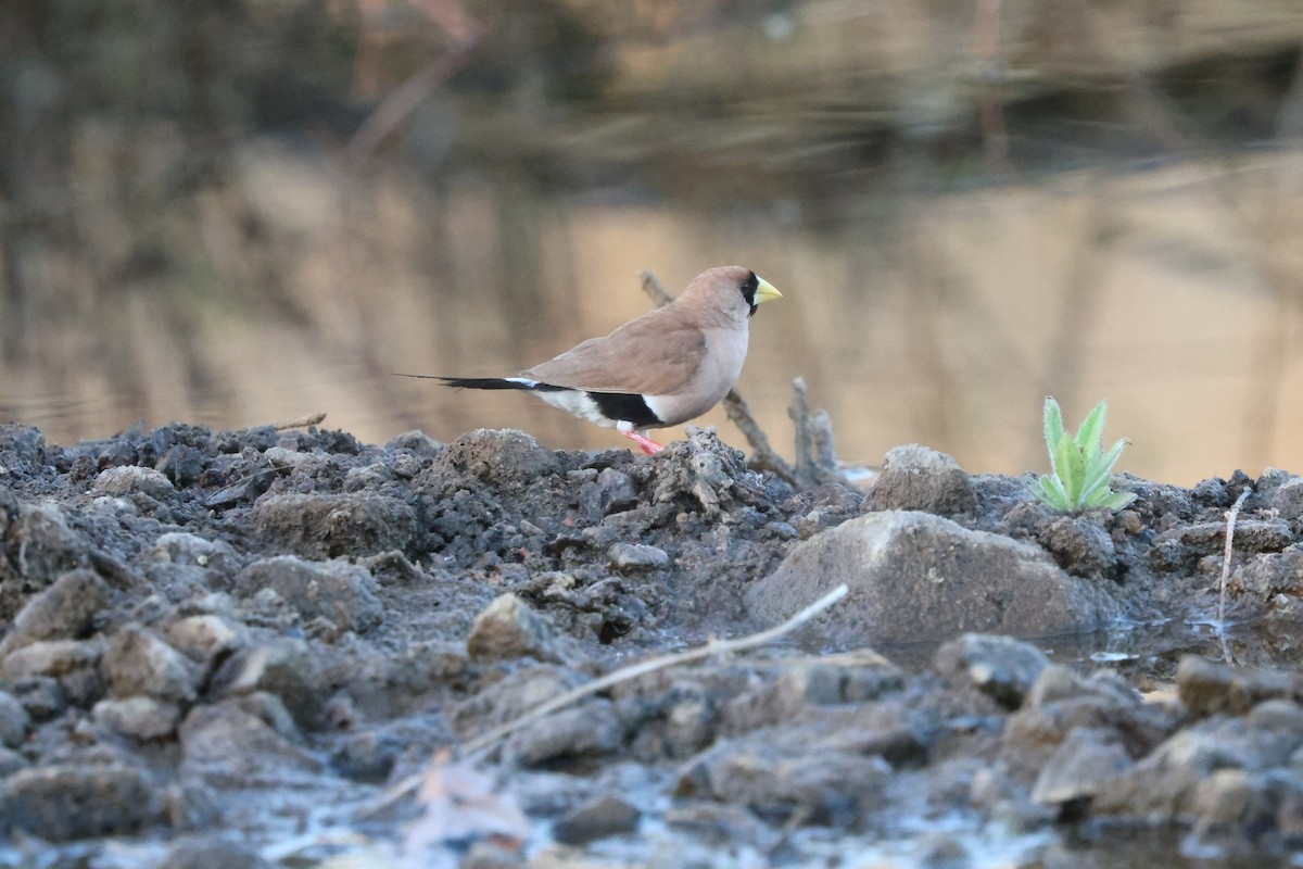 Masked Finch - ML622567133