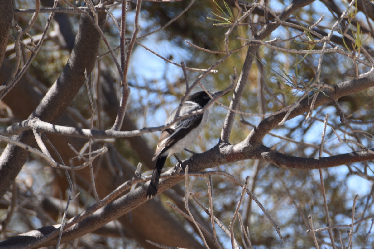 Gray Butcherbird - ML622567134