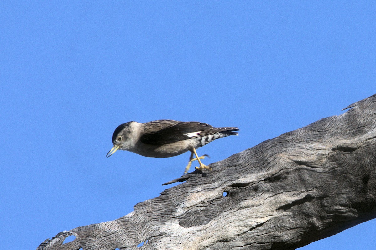 Varied Sittella - ML622567143