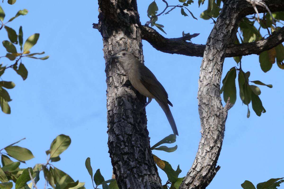 Gray Shrikethrush - ML622567150