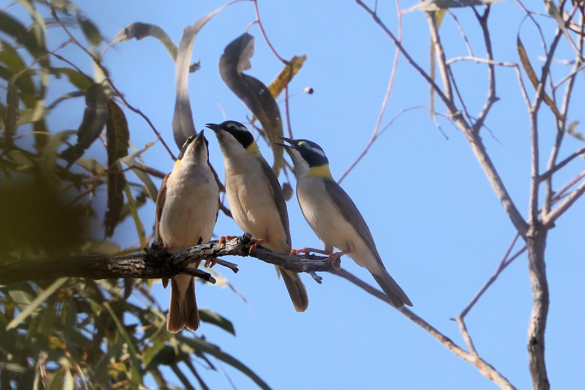 Black-chinned Honeyeater - ML622567157