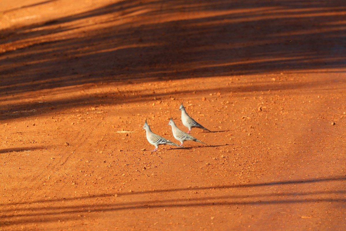 Crested Pigeon - ML622567171