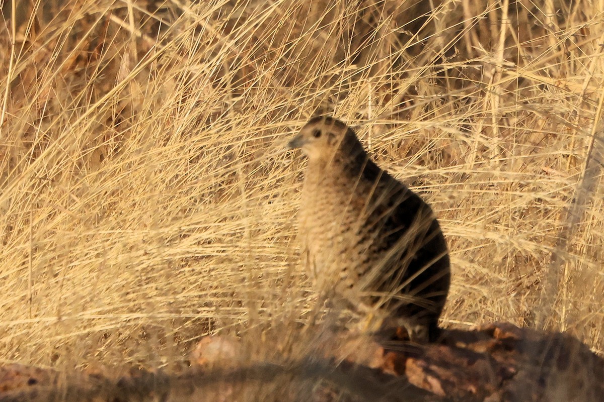 Brown Quail - ML622567174