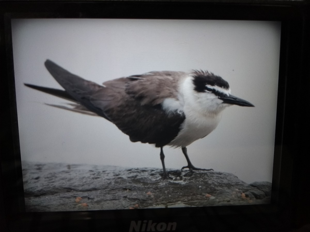 Bridled Tern - ML622567241