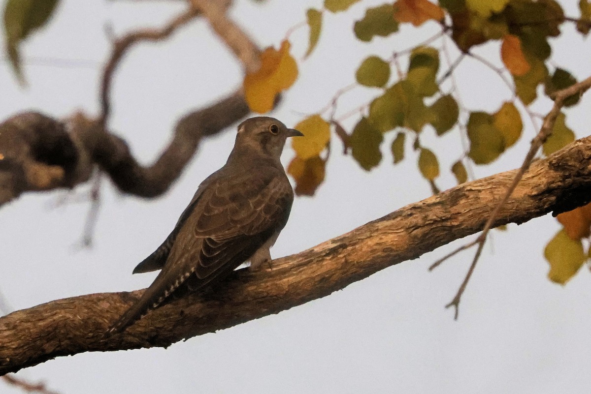 Pallid Cuckoo - ML622567254