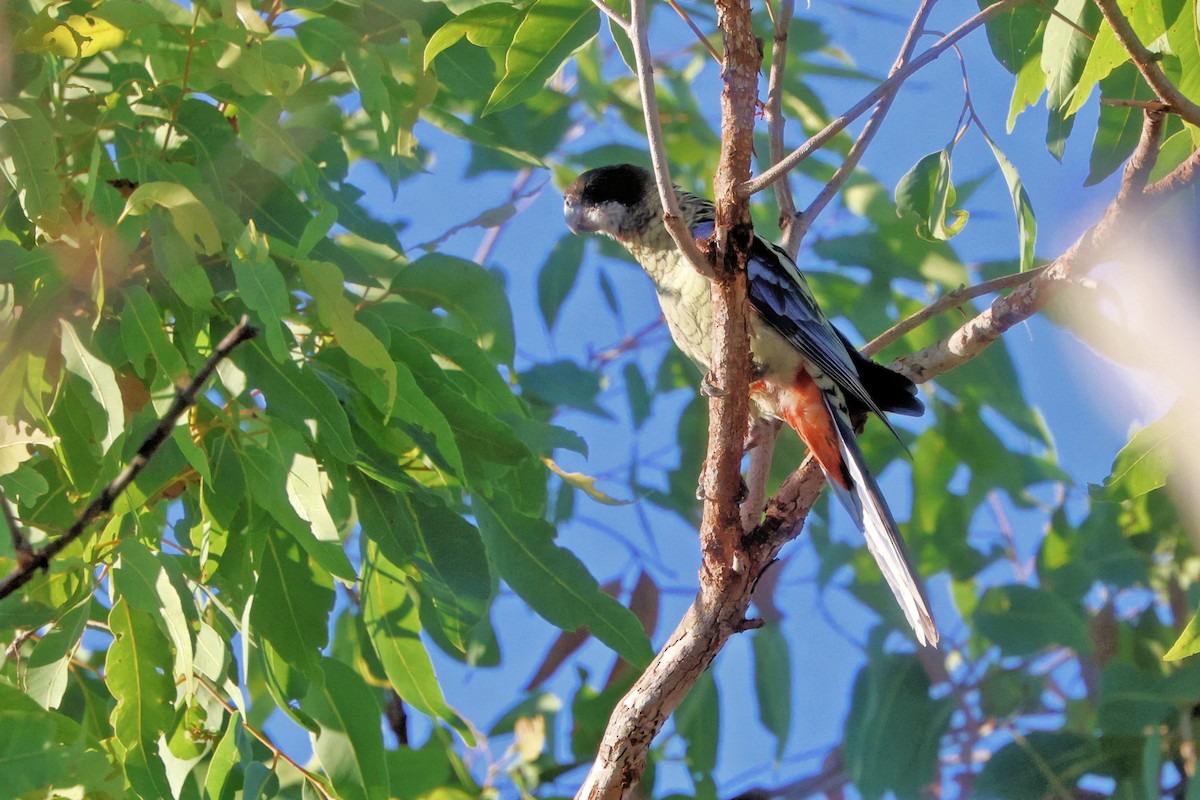 Northern Rosella - ML622567263