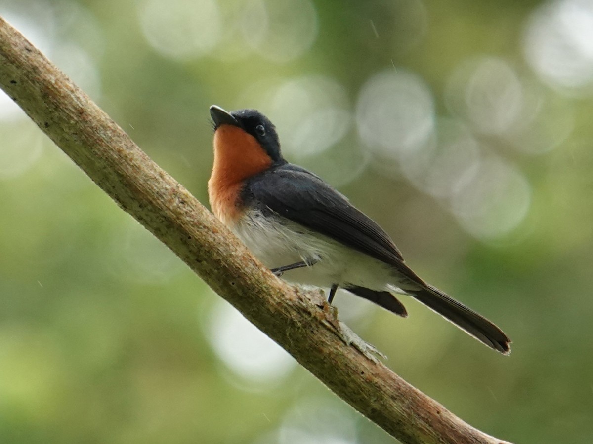 Samoan Flycatcher - Steve Kornfeld