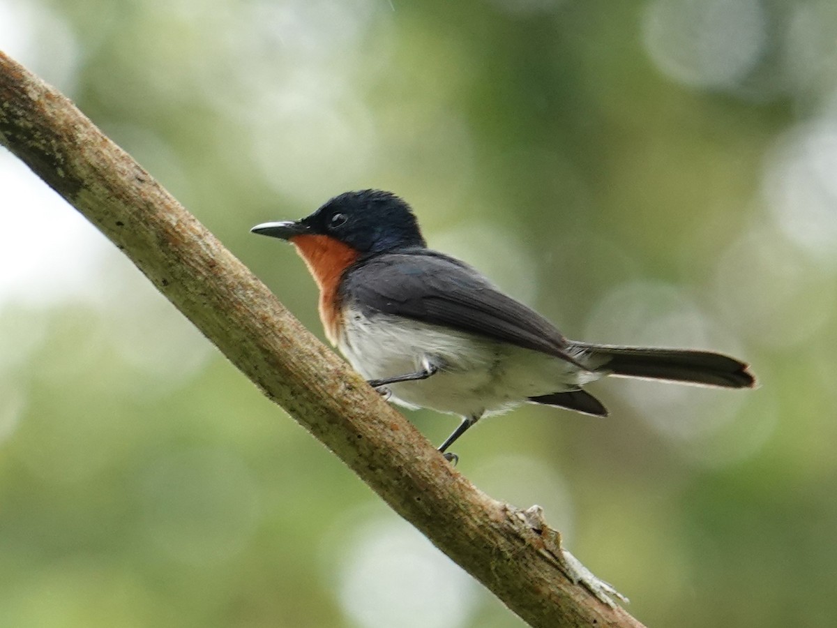 Samoan Flycatcher - ML622567404