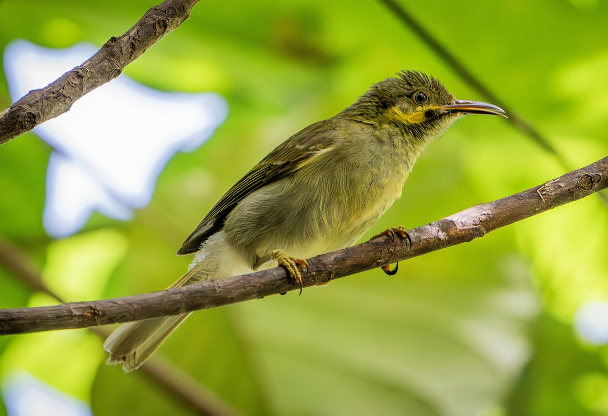 Eastern Wattled-Honeyeater - ML622567435