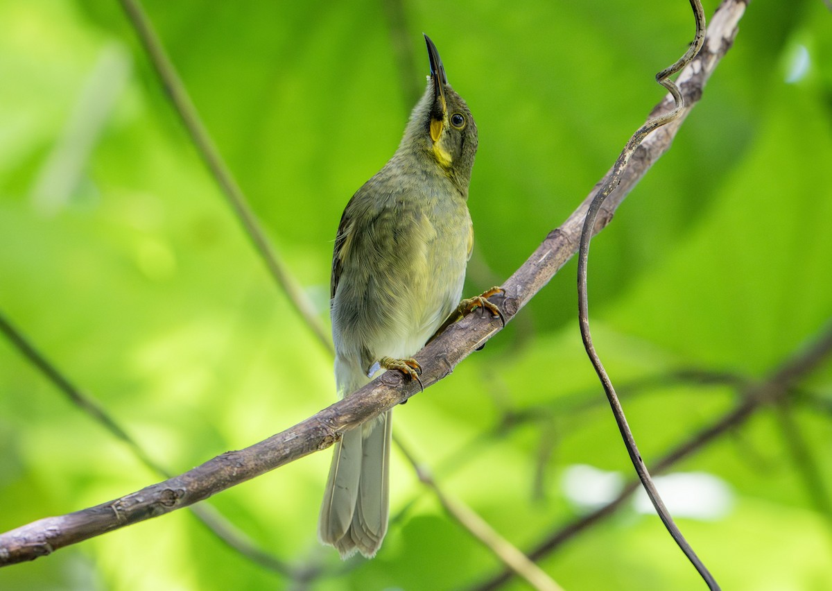 Eastern Wattled-Honeyeater - ML622567436