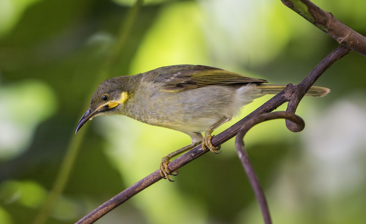 Eastern Wattled-Honeyeater - ML622567437