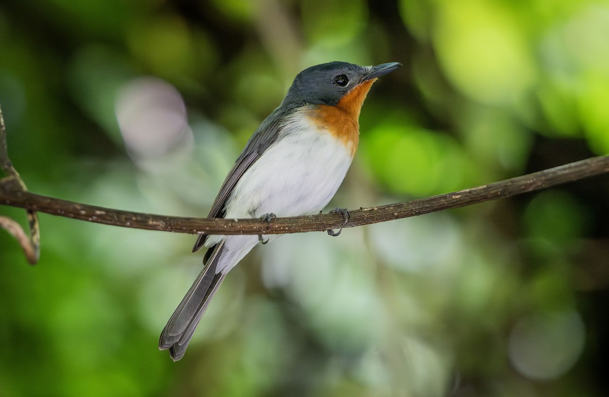 Samoan Flycatcher - ML622567442