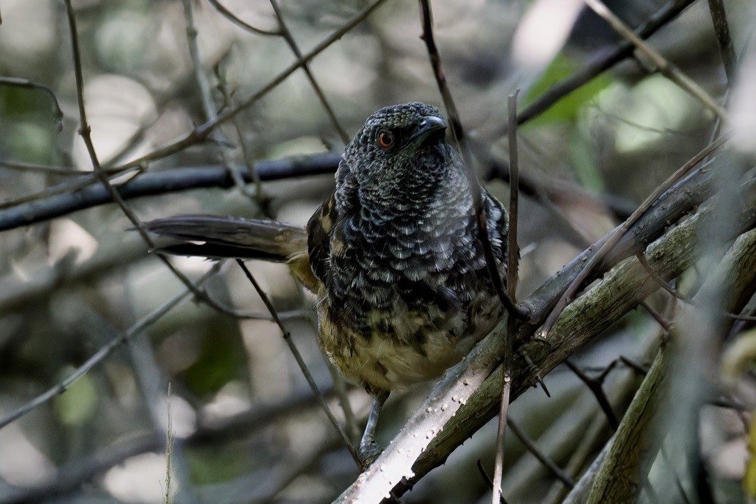 Hinde's Pied-Babbler - Ted Burkett