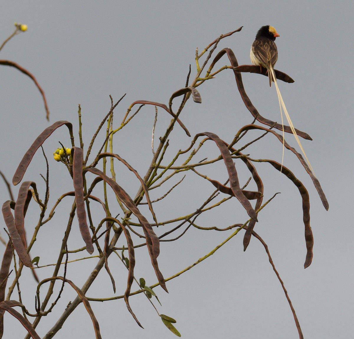 Straw-tailed Whydah - ML622567572